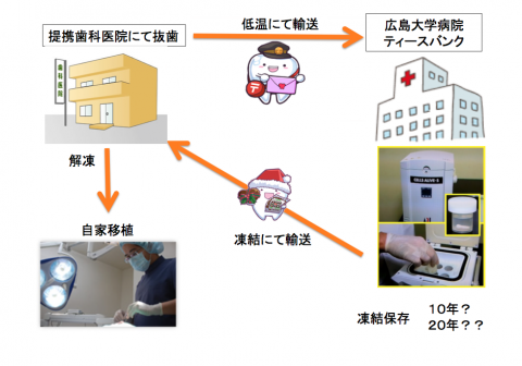 「歯の銀行」の一時中止について